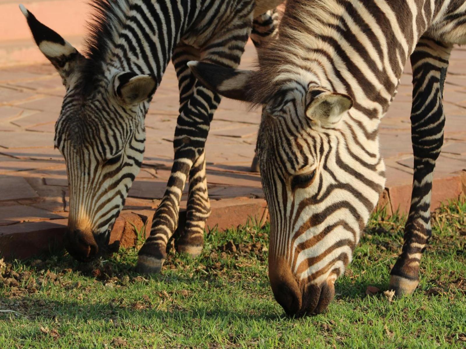We Kebi Safari Lodge Sesriem Luaran gambar